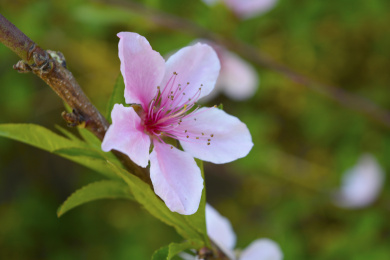 公园里盛开的山桃花