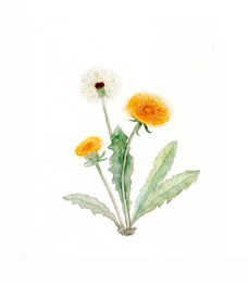 清新水彩蒲公英插画