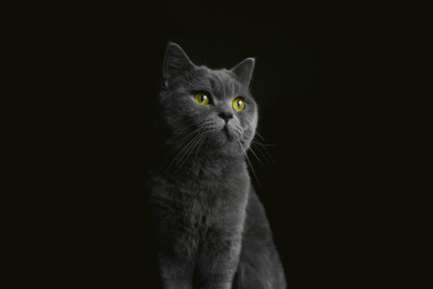 黑背景英短蓝猫