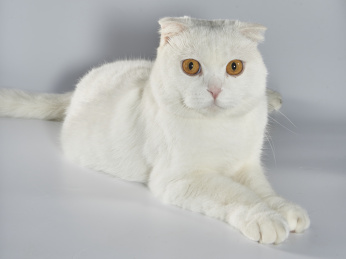 纯白色的英国短毛猫