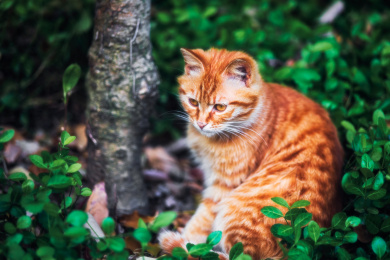 有故事的狸花猫