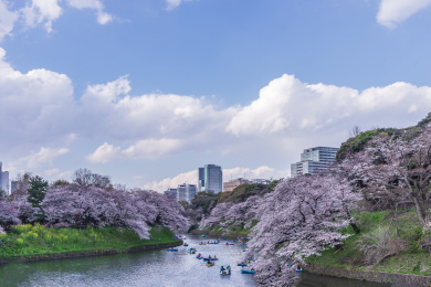 日本东京千鸟渊代代木公园的樱花