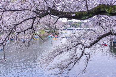 春天日本东京千鸟渊代代木公园樱花如雪