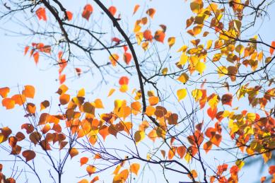 秋天的乌桕红叶 树