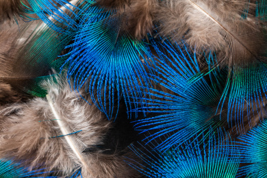 蓝色的孔雀羽毛 羽毛