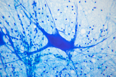 神经组织显微镜观察图图片