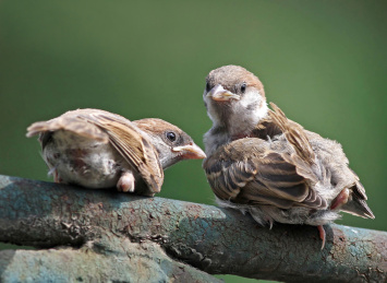正在嬉戏的麻雀幼鸟