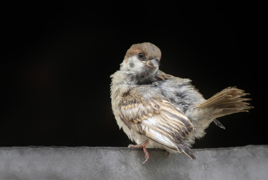 正在嬉戏的麻雀幼鸟