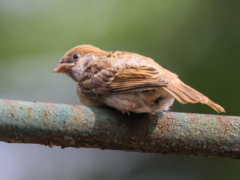 正在嬉戏的麻雀幼鸟