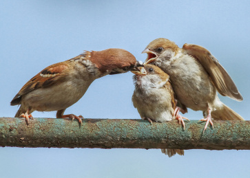 正在喂食幼鸟的麻雀