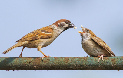 正在喂食幼鸟的麻雀