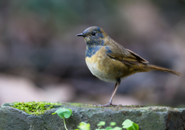 白腹短翅鸲hodgsonius phoenicuroides