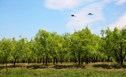 飞翔在枣树林上空的喜鹊