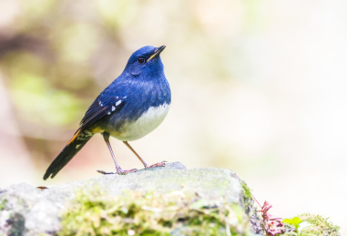灌丛中的白腹短翅鸲
