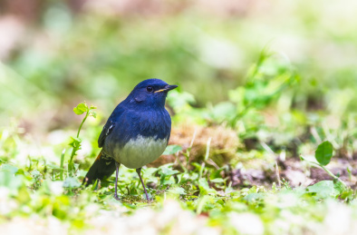 灌丛中的白腹短翅鸲