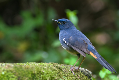 灌丛中的白腹短翅鸲