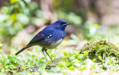 灌丛中的白腹短翅鸲