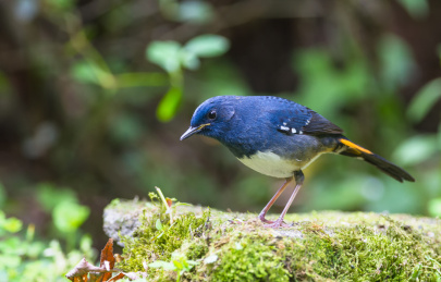 灌丛中的白腹短翅鸲