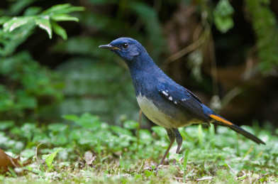 灌丛中的白腹短翅鸲