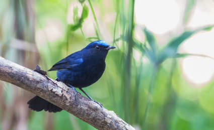 树林中的白尾蓝地鸲