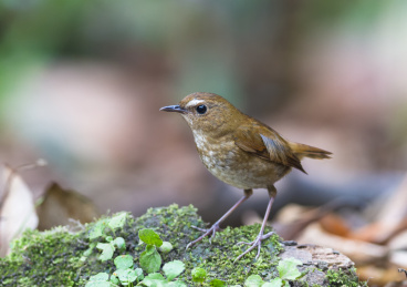 密林中的白喉短翅鸫
