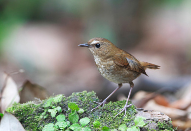 密林中的白喉短翅鸫