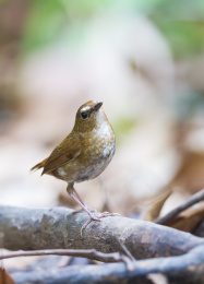 密林中的白喉短翅鸫