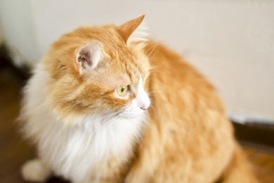 一只可爱的黄色波斯猫