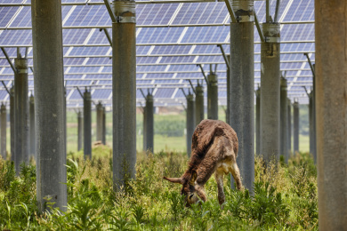 养在太阳能光伏基地吃草的驴