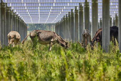 养在太阳能光伏基地吃草的驴