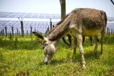 养在太阳能光伏基地吃草的驴