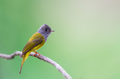 树枝上的方尾鹟