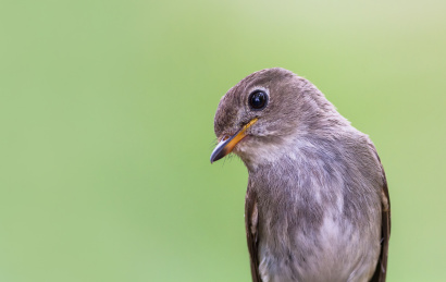 北灰鹟头部特写