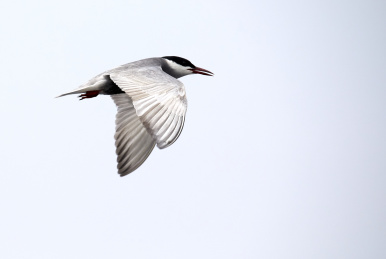 飞过太阳能光伏面板上方的白鹤