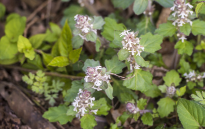 开放的紫背金盘 花