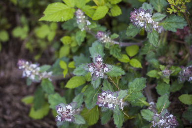开放的紫背金盘 花