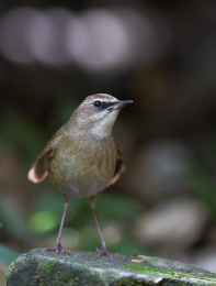 灌丛中的红喉歌鸲