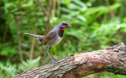 灌丛中的红喉歌鸲