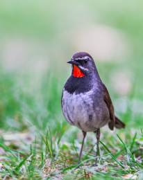 灌丛中的黑胸歌鸲