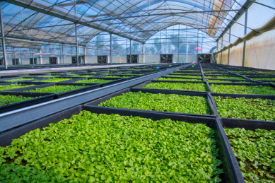 温室大棚里的植物幼苗