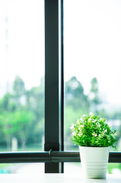 特写窗台边上的一盆绿色植物