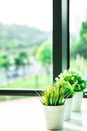 特写办公室窗边绿色植物