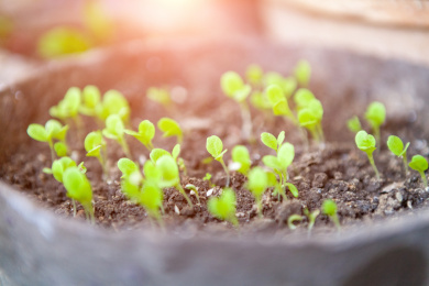破土而出的植物嫩芽