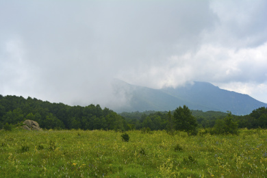 中国北京百花山高山草甸上的花及积云遮挡下的远山