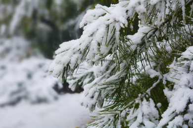 刚下过雪的公园里挂满雪花的雪松松针