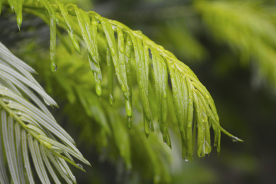 雨中挂满水珠的绿油油的水杉叶子