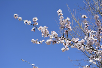 公园里盛开的桃花