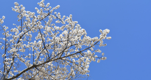 山顶上盛开的山桃花
