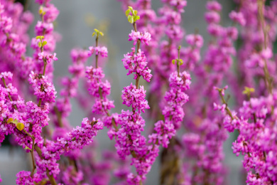 树枝花丛紫色观赏植物紫荆花花朵
