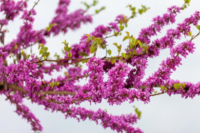 树枝花丛紫色观赏植物紫荆花花朵
